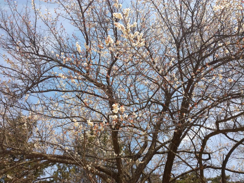 Bulguksa
