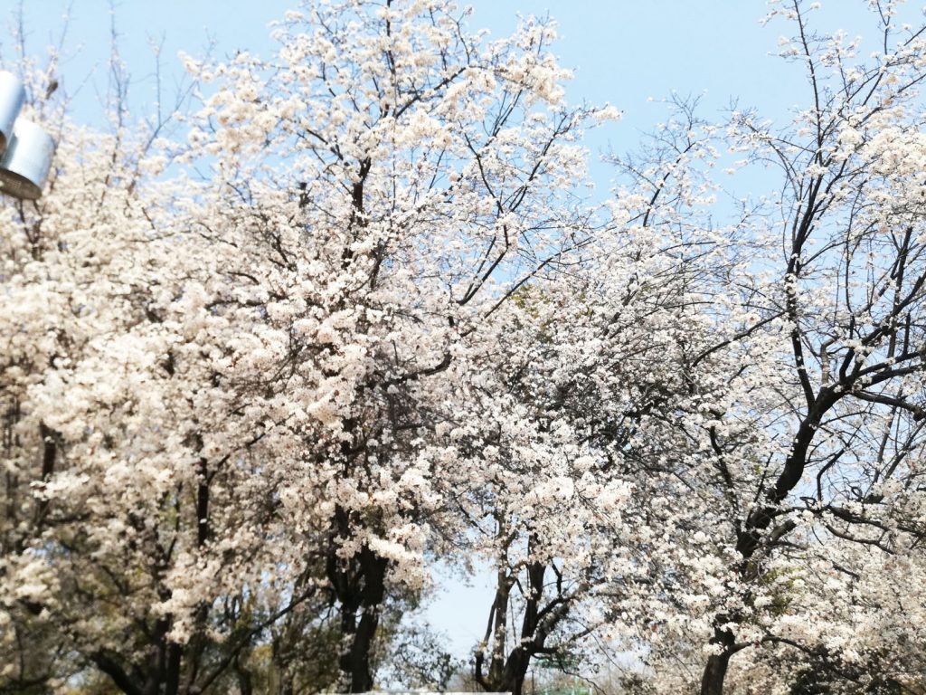 Cerisier en fleur
