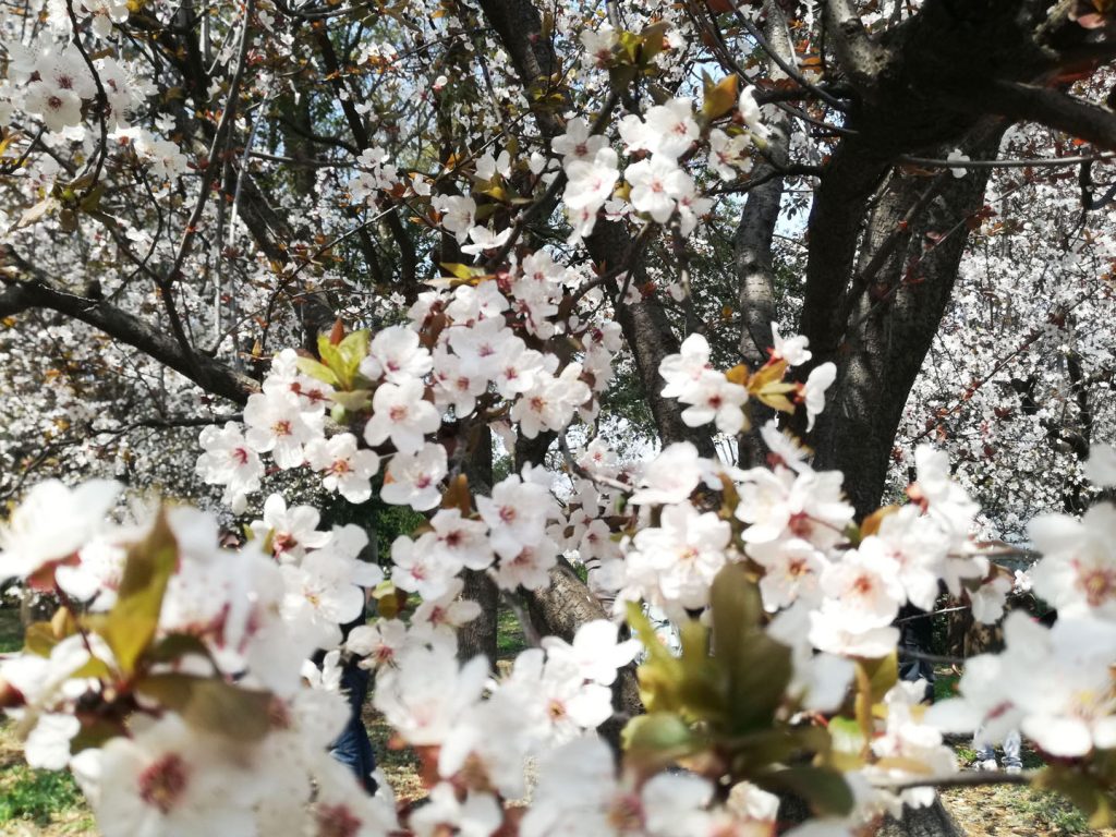 Cerisier en fleur